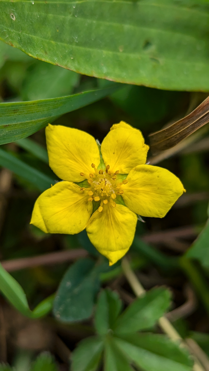 Potentille ansérine